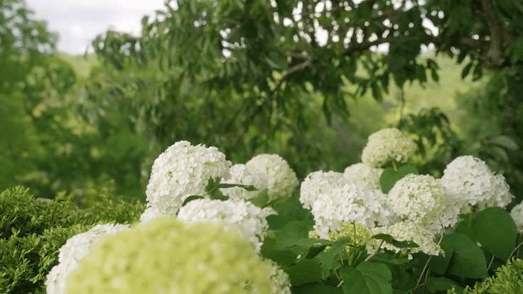 Why a Wedding at Haue Valley is the Perfect Choice for a Summer Celebration